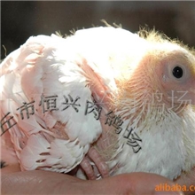 任丘市恒兴肉鸽场供应饭店用12日妙龄乳鸽