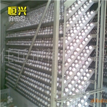 专业良种肉鸽养殖基地，值得信赖！