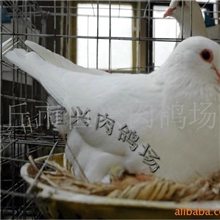 任丘市恒兴肉鸽场供应生产种鸽先学后买包教包会