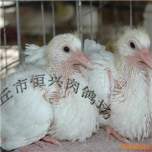 供应白羽王种鸽（免费培训养殖技术）