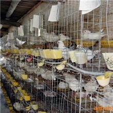 任丘市恒兴肉鸽场供应种鸽鸽药免费提供养鸽技术