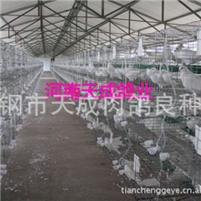 优质种鸽供应优质青年种鸽生产种鸽天成王鸽