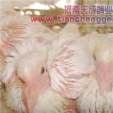 优质种鸽泰森鸽天成银王鸽天成灰王鸽