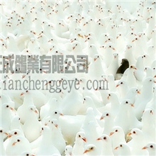 天成王鸽优质鸽蛋提供饲料天成银王鸽天成灰王鸽泰森鸽