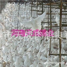 供应天成王鸽种鸽肉鸽种鸽