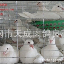 优质种鸽天成王鸽杂交育种全自动化生产车间大型育种基地