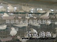 全自动化生产管理车间供应优质生产种鸽