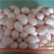 创建世界一流肉鸽良种繁育基地供应优质种鸽