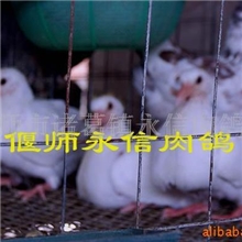 供应洛阳精品乳鸽