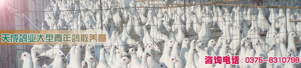 创建世界一流肉鸽良种繁育基地带动造有万户养鸽致富奔小康