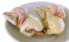 供应冻鸽好品质大量从优