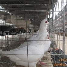 厂家直销鸽子毛您的选择我的保障