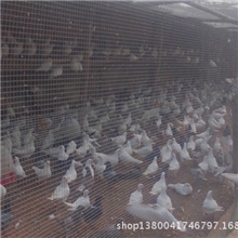 对外出售羽王种鸽