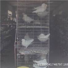 嘉祥县亚凤种鸽养殖场常年对外出售银羽王种鸽