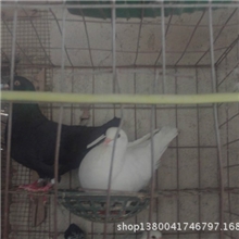 种鸽养殖技巧！