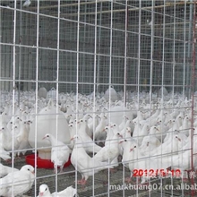 石岐青年鸽童鸽种用鸽