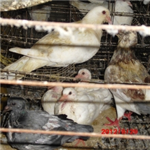 乳鸽火锅养鸽场