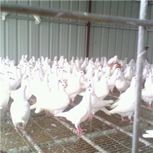 供应石岐种鸽、鸽养殖场