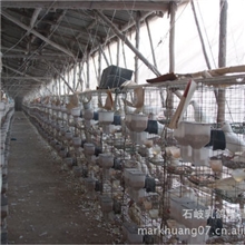 乳鸽肉鸽养殖设备、技术、鸽笼、配件