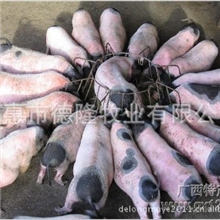 供应巴马香猪体型矮、小、短、圆；饲养粗放，