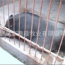 供应纯种野猪无污染、无激素的绿色保健食品