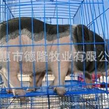 供应巴马香猪适应性和抗病能力强