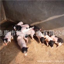 吉林德惠出售香猪巴马香猪野猪肉鸽银王鸽白羽王特种野猪