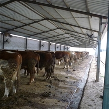 肉牛批发利木赞肉牛价格肉牛犊饲养方法肉牛养殖场