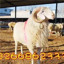 【一只小尾寒羊多少钱】肉羊价格效益分析￥￥￥小尾寒羊好养吗