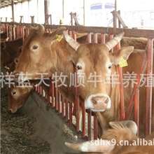 纯种鲁西黄牛多少钱一头@肉牛好养吗@肉牛养殖场@@