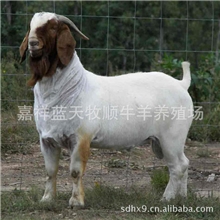 纯种波尔山羊育肥羊羔@5-6代波尔山羊销售@【免费送货@货到付款】