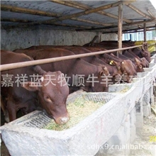 【特价供应】2000头纯种利木赞肉牛犊@利木赞肉牛养殖好项目@@