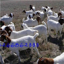 【纯种波尔山羊】肉羊养殖技术@4-5代波尔山羊效益分析
