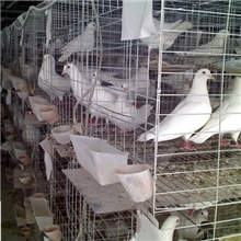 新式联体鸽子笼，镀锌鸽笼，笼子
