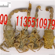 批发供应中药材全蝎