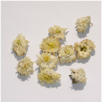 中药材植物原材药花类药材亳菊入药菊花