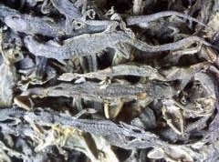 批发供应中药材动物原材药天龙壁虎守宫天龙粉中药壁虎