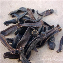 [【优质直销】供应中药饮片盐制水蛭中药材