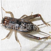 批发供应优质中药材蟋蟀蛐蛐爬虫水肿小便不通尿路结石