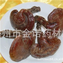 中药材批发供应正品灵芝灵芝片