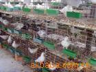 供应鸽子笼