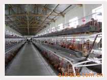 供应蛋鸡笼,肉鸡笼,兔笼