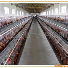 厂家供应鸡笼，蛋鸡笼