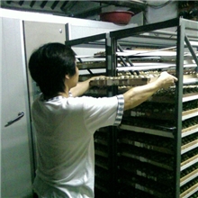 出售头照山鸡白蛋