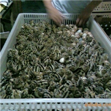 美国七彩山鸡苗最好的山鸡苗