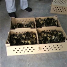 刘家孵化坊最好绿头野鸭苗的出生地