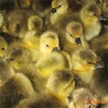 需要郎德鹅苗就拨打13651865948