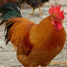 出售三黄鸡