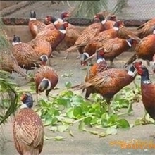 实惠的淘汰山鸡尽在刘家孵化坊