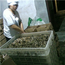 选择刘家孵化坊，选择最优质的七彩山鸡苗